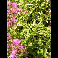 Silene Viscaria, fam. Caryophyllacees, Europe, Siberie (1)